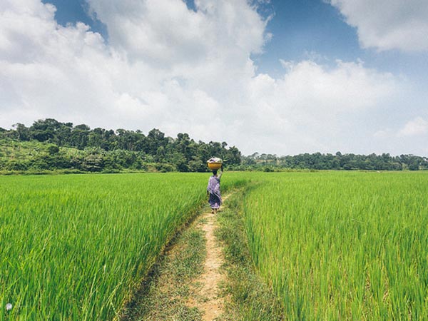 A walk through the rice fields is a must do thing to do in Coorg