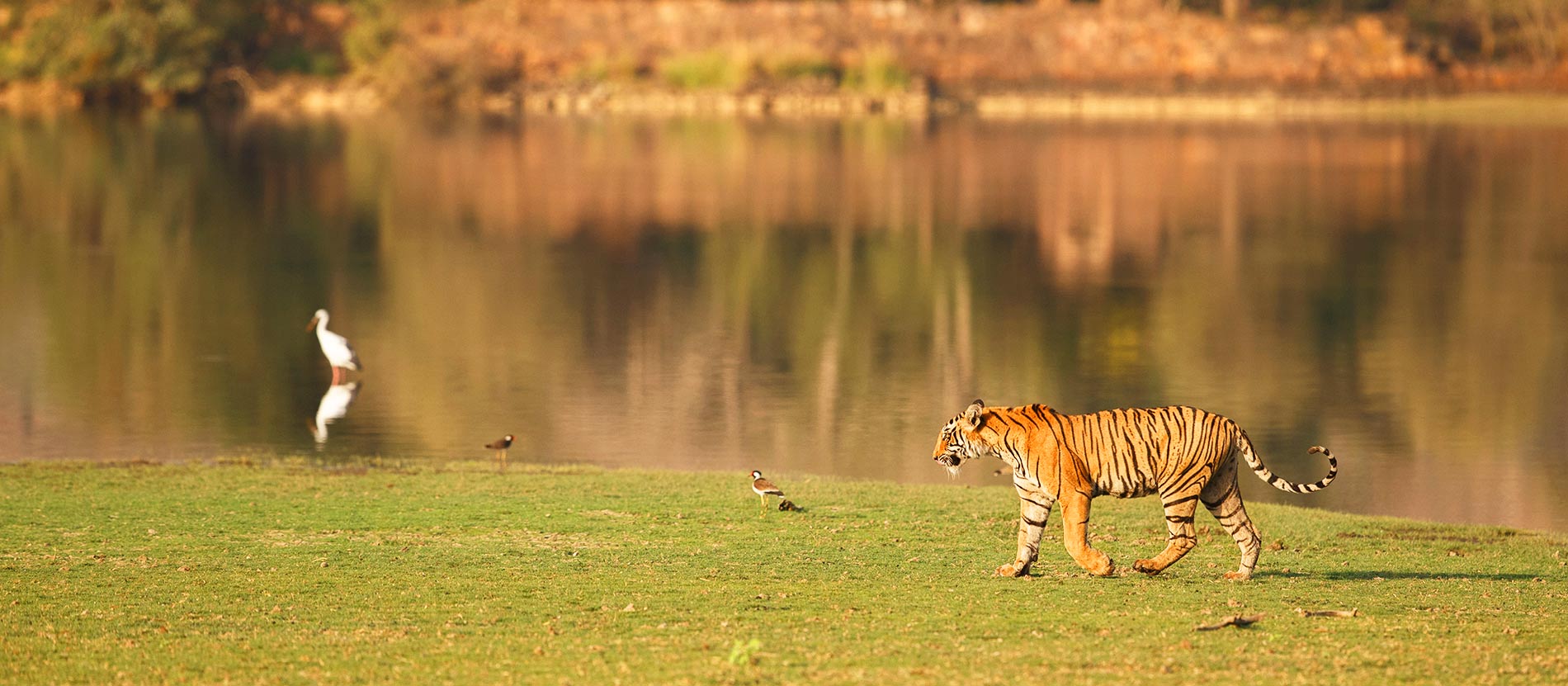 National Parks and Wildlife Safaris are a must see while backpacking India
