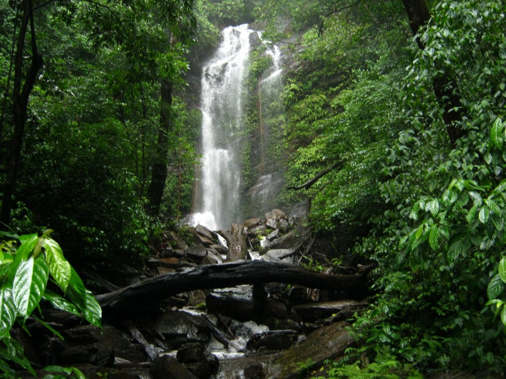 The Rainforests of Karnataka hide many a waterfall. Private shower spot if you know the way.. 